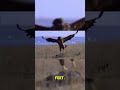 The Giant Rulers of the Sky#shorts #short #facts #wildlife #eagle #birds #nature #animals #subscribe