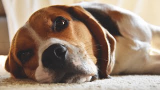 The History and Origins of the Beagle Breed💥 by Pets Avenues 502 views 1 year ago 2 minutes, 48 seconds