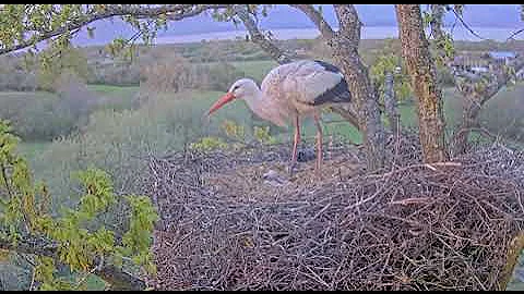First feeding of all four chicks.