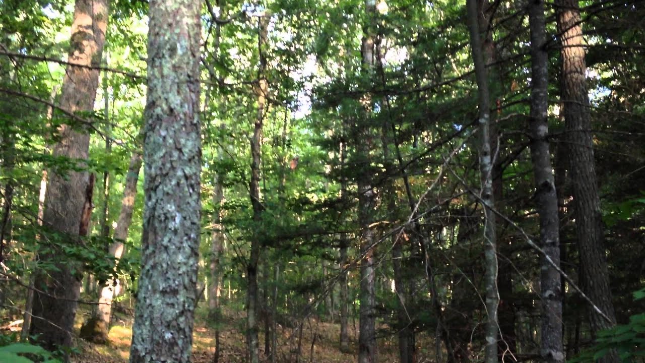 Pequot Trails Connecticut Woods 13 YouTube