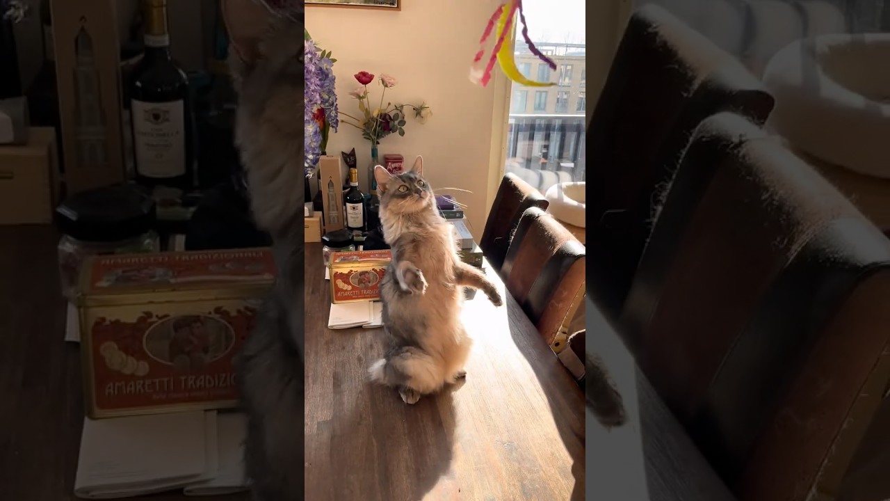 Cats Video Dump