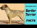 Border Terrier dog breed. All breed characteristics and facts about Border Terrier dogs