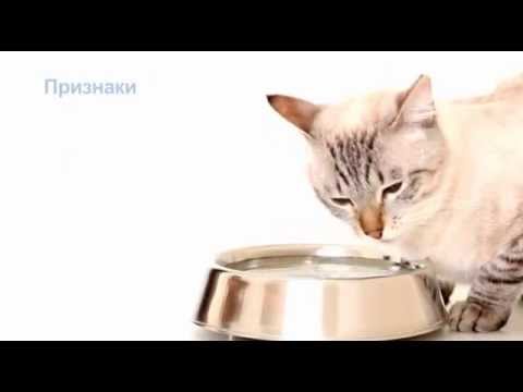 Почечная недостаточность у кошек и собак – симптомы и лечение | Hill's