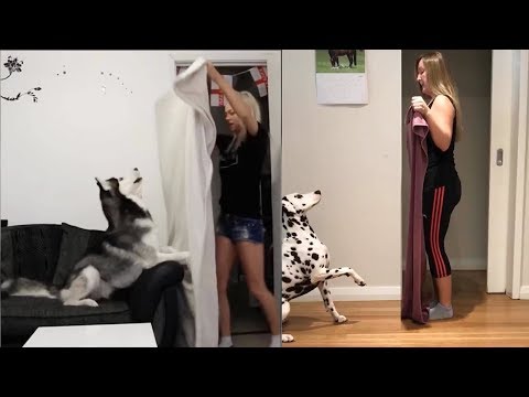 dog-reaction-to-magic-trick-with-blanket---funny-dog-reaction-to-magic-trick-compilation