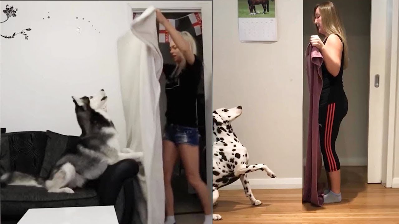 dogs react to magic trick