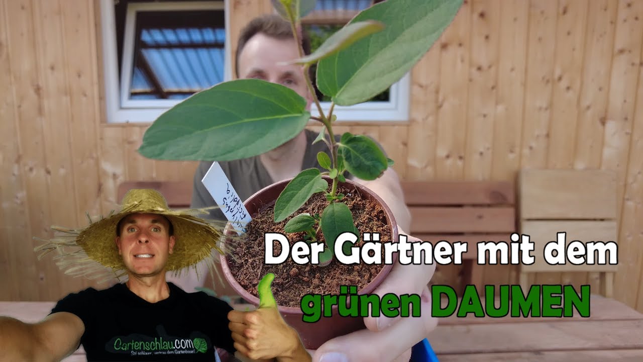 Eukalyptus-Wachstum bei Wärme: So schnell geht es plötzlich