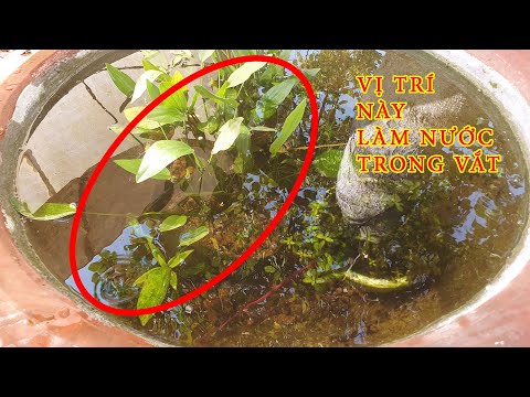 Video Cách Thiết Kế Bố Cục Trồng Lan Nước Làm Hồ Cá Trong... - youtube