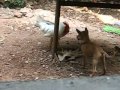 Poor pupy vs  rooster