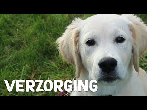 Video: Hoe veilig uw hond te bewandelen in de grote stad