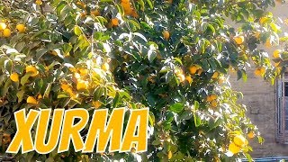 Xurma agaci 🍈 Xurma şirin və ləzzətli meyvə 🍊