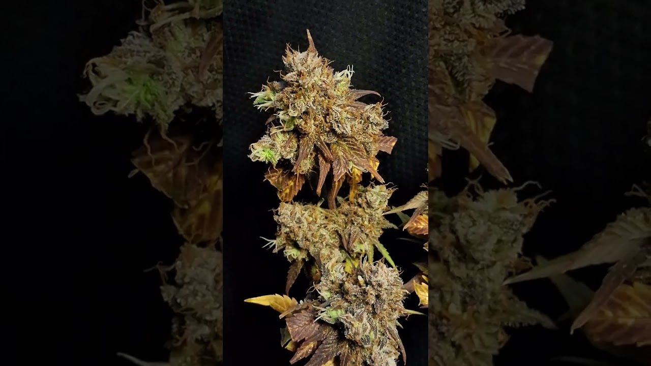 Serious Seeds' Strawberry AK faded purple