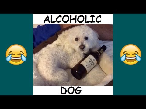 quincy-and-patrick-barnes-vine-compilation---best-patrick-and-quincy-vines-and-instagram-videos-2018
