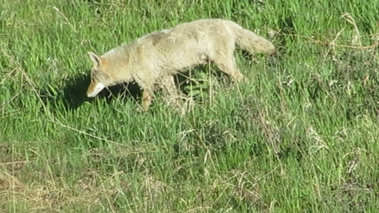 camera iphone 8 plus apk 2017_05_19 - Coyote in backyard