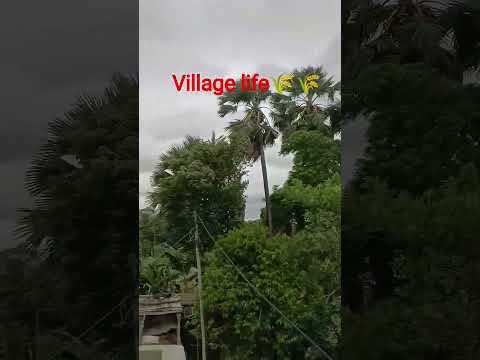 #village life♥️🌾🌾🌿🌿🌴🌴🏫🏫♥️mere gao Ka Sundar najara prakash Kumar vlogs