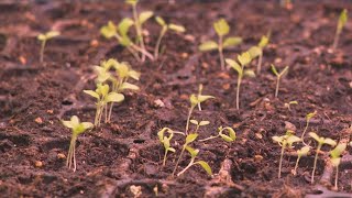 Gardening tips for March