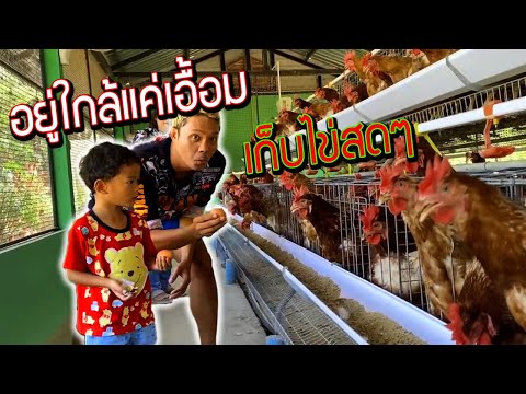 เก็บไข่สดอุ่นจากตูด!!!!--อยู่ใ