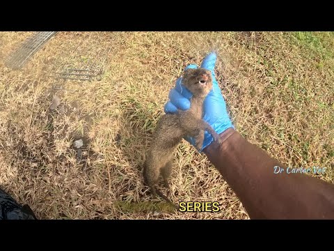 Understanding Mongoose Behaviour for Better Trapping | Episode 4 # ...