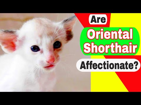 Video: Orientale Shorthair Cat Cat Raca Hipoallergjike, Shëndetit Dhe Jetës