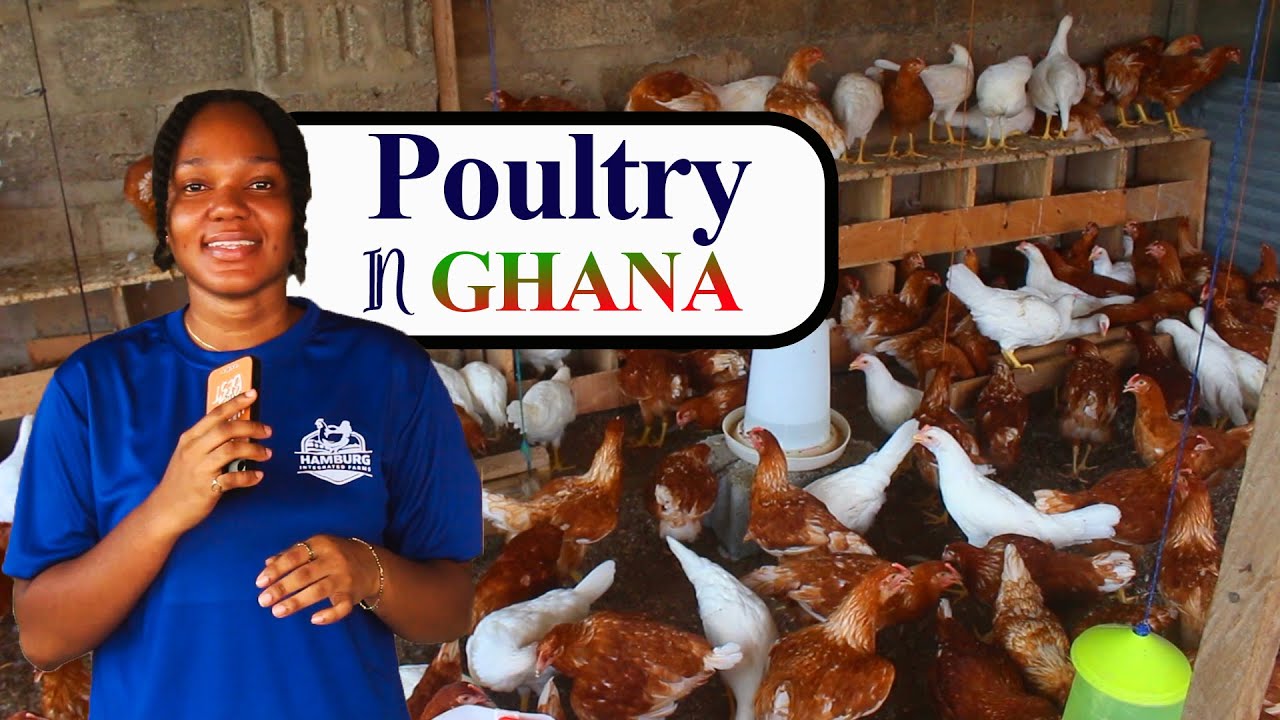 Poultry Farming in Ghana is a lucrative business....