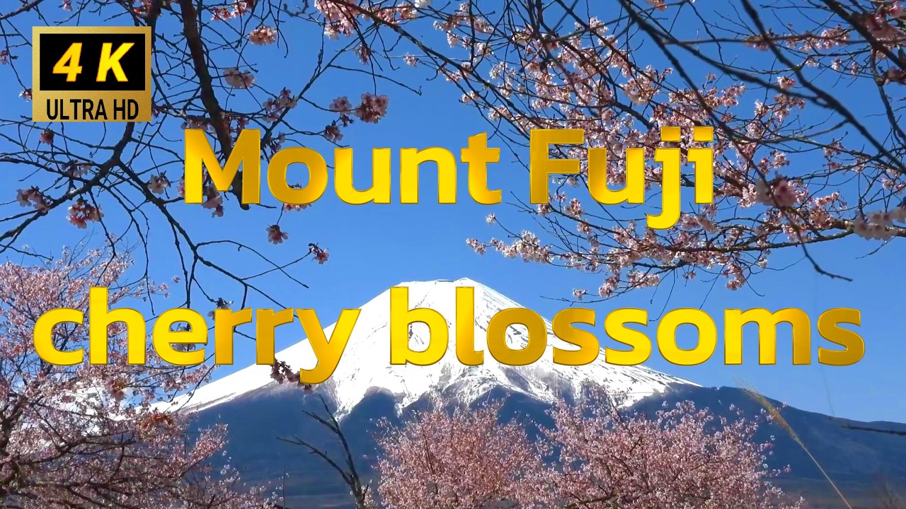 満開の桜に包まれた富士山の美しさをご堪能下さい。　河口湖・新倉山浅間公園・忍野村・忍野八海のさくらと富士山の映像を組み合わせました。ＢＧＭに柔らかい水の音とウグイスの声を入れてあります。