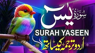 Heart Touching Surah Yaseen Recitation 🌿 | Peace of Mind Quran Majeed ka dil — Surah Yaseen ❤️Sunein screenshot 5