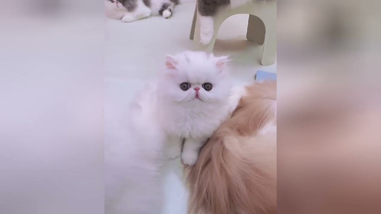 The sight of a kitten is enough to warm any heart