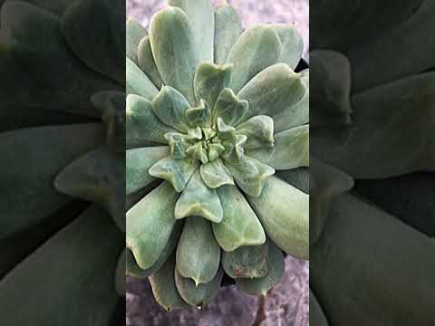 Video: Echeveria ‘Irish Mint’ Plants – Pagpapalaki ng Irish Mint Echeveria Plant