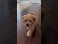 This guy is trouble cute puppy toypoodle