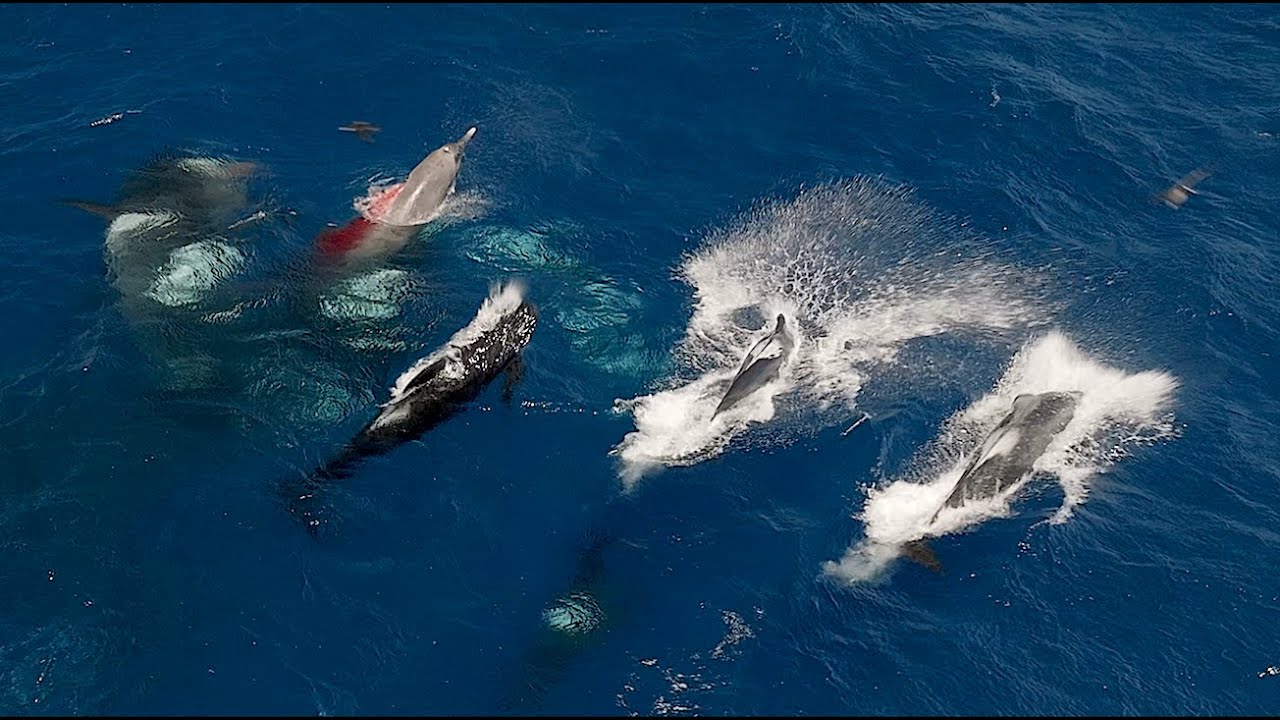 Pilot Whales VS Against Orcas!