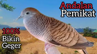 SUARA PERKUTUT INI ANDALAN PEMIKAT 100% AMPUH UNTUK PANCINGAN DAN PIKAT.