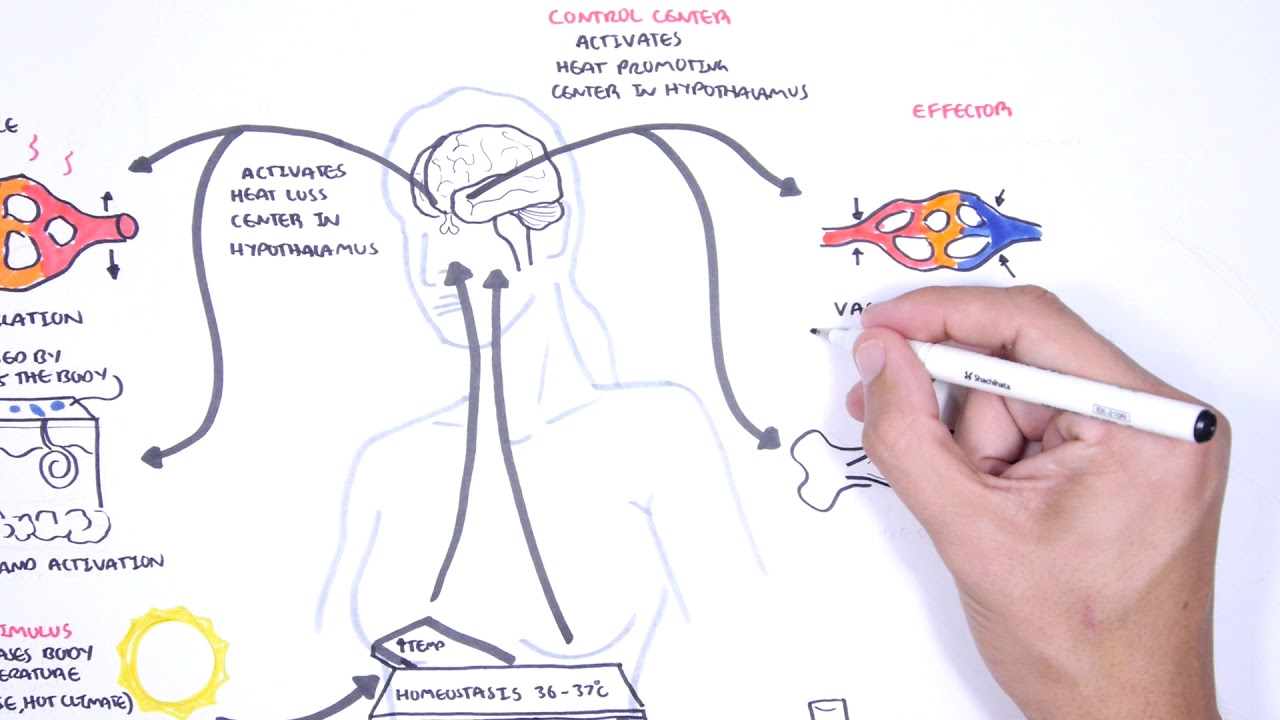 What Would End The Feedback Loop Of Lactation?