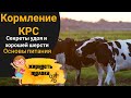 КАК и ЧЕМ КОРМИТЬ КОРОВУ.  Рацион питания голштинской коровы.