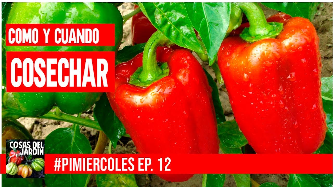ABUNDANTE COSECHA!  PIMIENTOS Y CHILES - Como y cuando cosechar - #pimiercoles 12