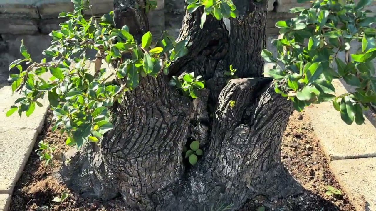 M186 gl cây cẩm thị lùn lực sống khỏe 5000k  LH 0707713796 Khương bonsai 