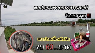 ตกปลานิล ปลาตะเพียน แนะนำสูตรเหยื่อ งบ 60...บาท ทำง่ายๆ ผสมตกได้เลย