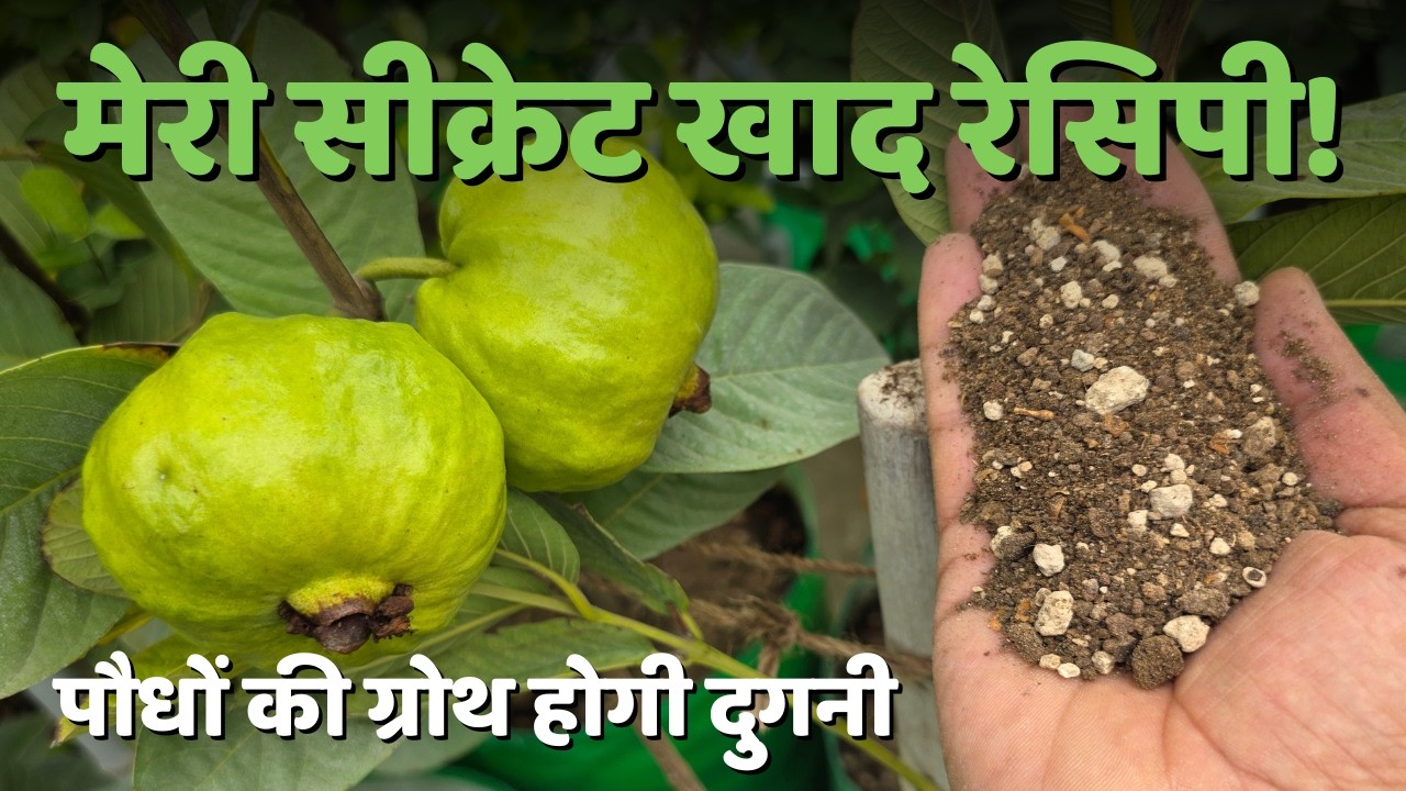मेरी सीक्रेट खाद रेसिपी जो पौधों को फ्रूट से भर देगी! घर पर बनाएं ऑर्गेनिक खाद, My Secret Fertilizer