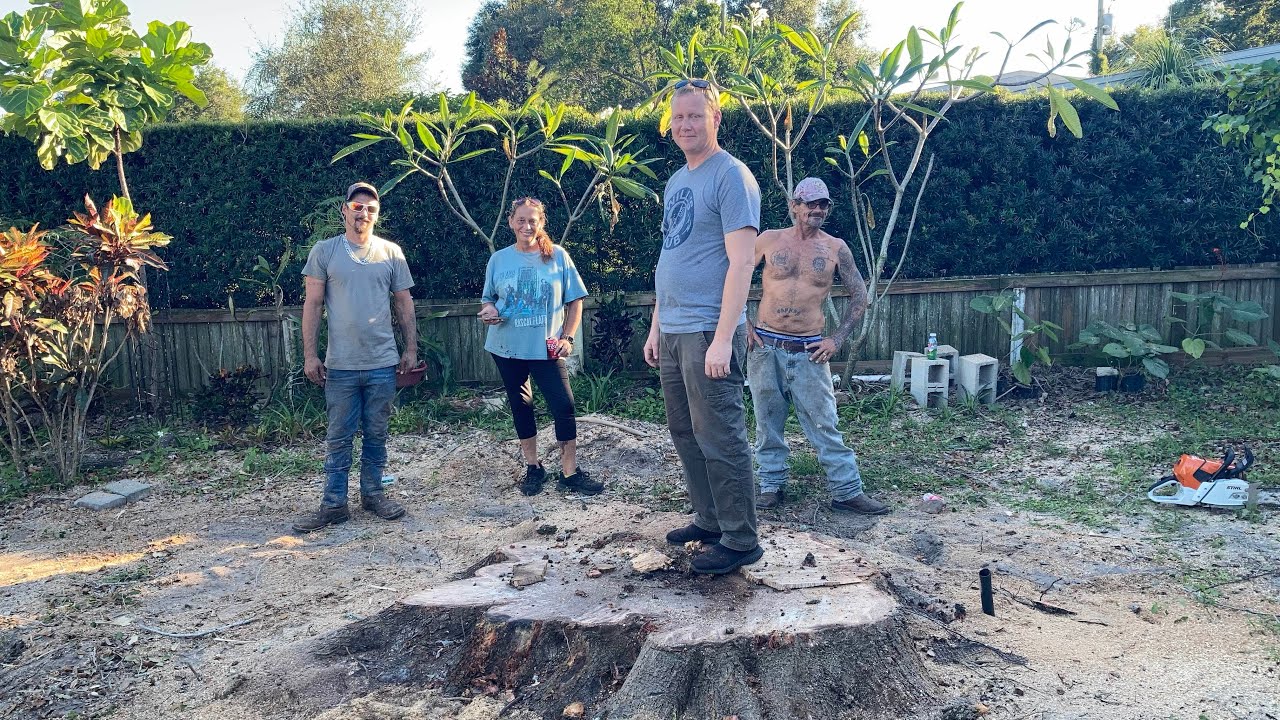 Live oak tree removal YouTube