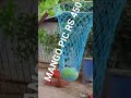 MANGO PIC RS 450 9787672239 MELUR MADURAI D TN 🇮🇳