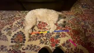Measuring Max's Manners  3 Act Task for grades 2-3 linear measurement