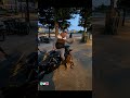 la star internationale des MALINOIS unique au monde c'est ici GUN 29