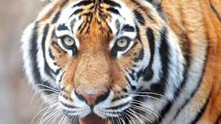 Tiger Jp