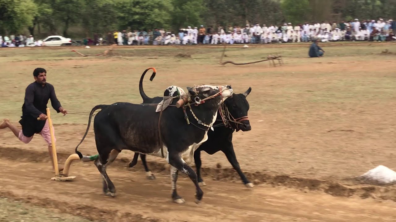 Tara dand mela tangdew 2018 Bull race #bullrace bail race bol race