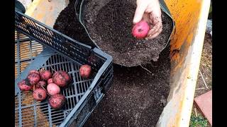 First Red Potato Harvest Of 2026
