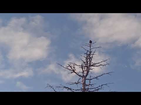 Видео: Към кои птици принадлежи скорецът?