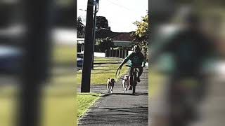 Exercising Pig Dogs In The Suburbs