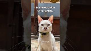 Part2 Mbak winnie ganyaman winterfamily kucinglucu trending catlover kucingtiktok viral cat