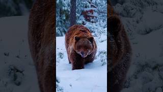 · Как медведь в лесу: сам по себе, но хозяин положения.#медведь #медвежонок #bear