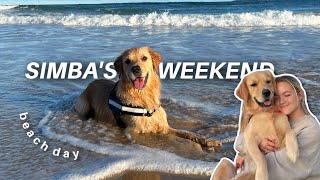 WEEKEND IN THE LIFE OF MY GOLDEN RETRIEVER!