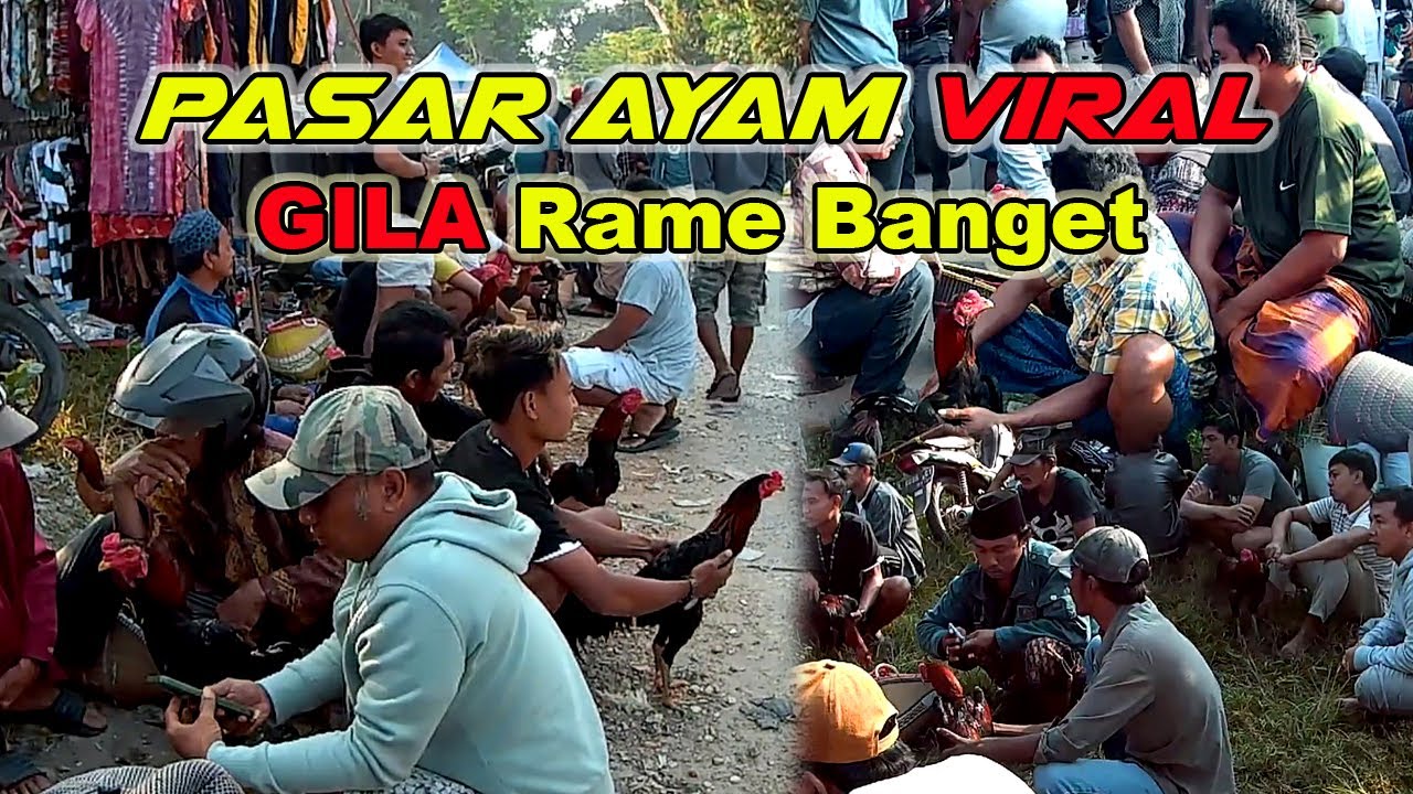 Рынок цыплят здесь никогда не пустует | Много хороших кур высшего качества