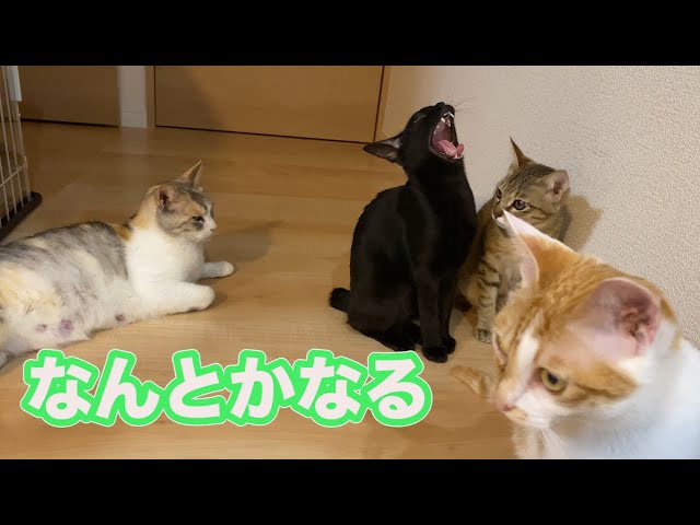 猫の子育て＃１０　寧々と先住猫が仲良くなる方法？あるの？